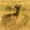 Roe buck (Capreolus capreolus) stood in rough grassland in evening light, Scotland